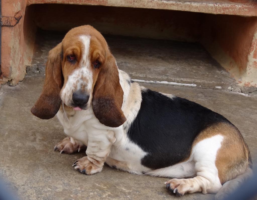 Cute Basset Hounds Wallpapers