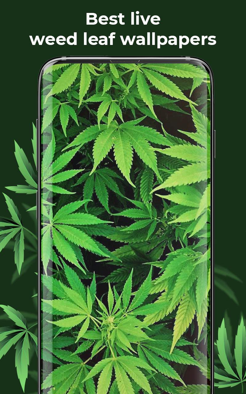 Weed