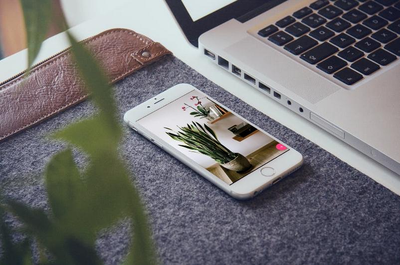 House Plant Ideas