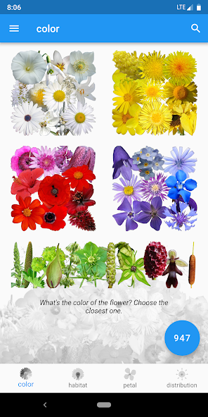 What's that flower?