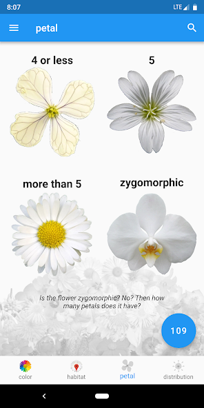 What's that flower?