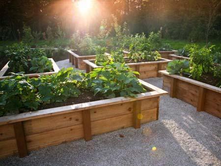 Vegetable Garden : Charming De