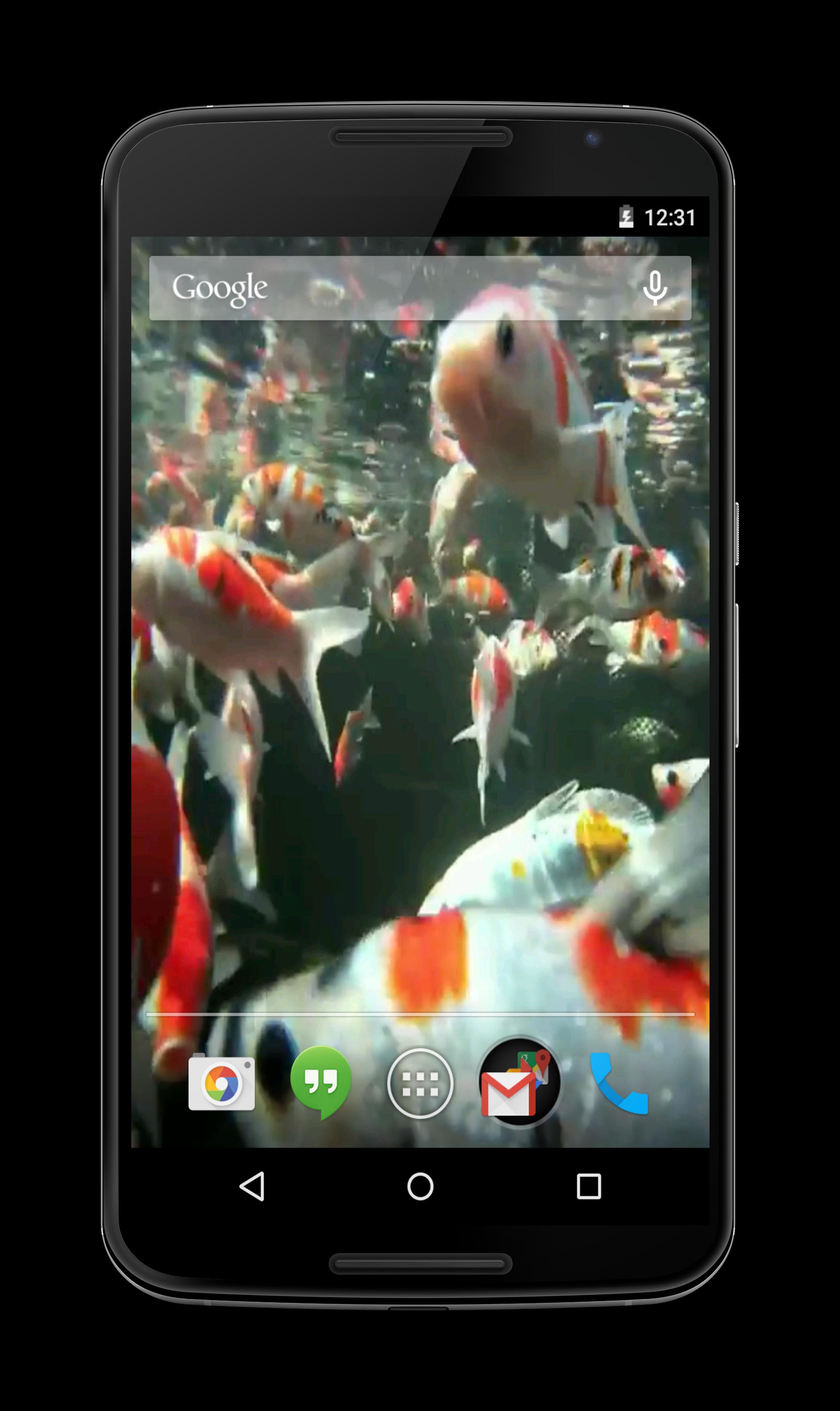 Koi HD Video Live Wallpaper