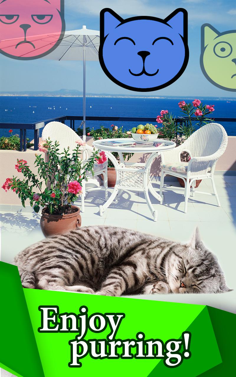 Pet Cats: Happy Meow