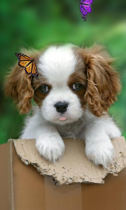Cute puppy live wallpaper