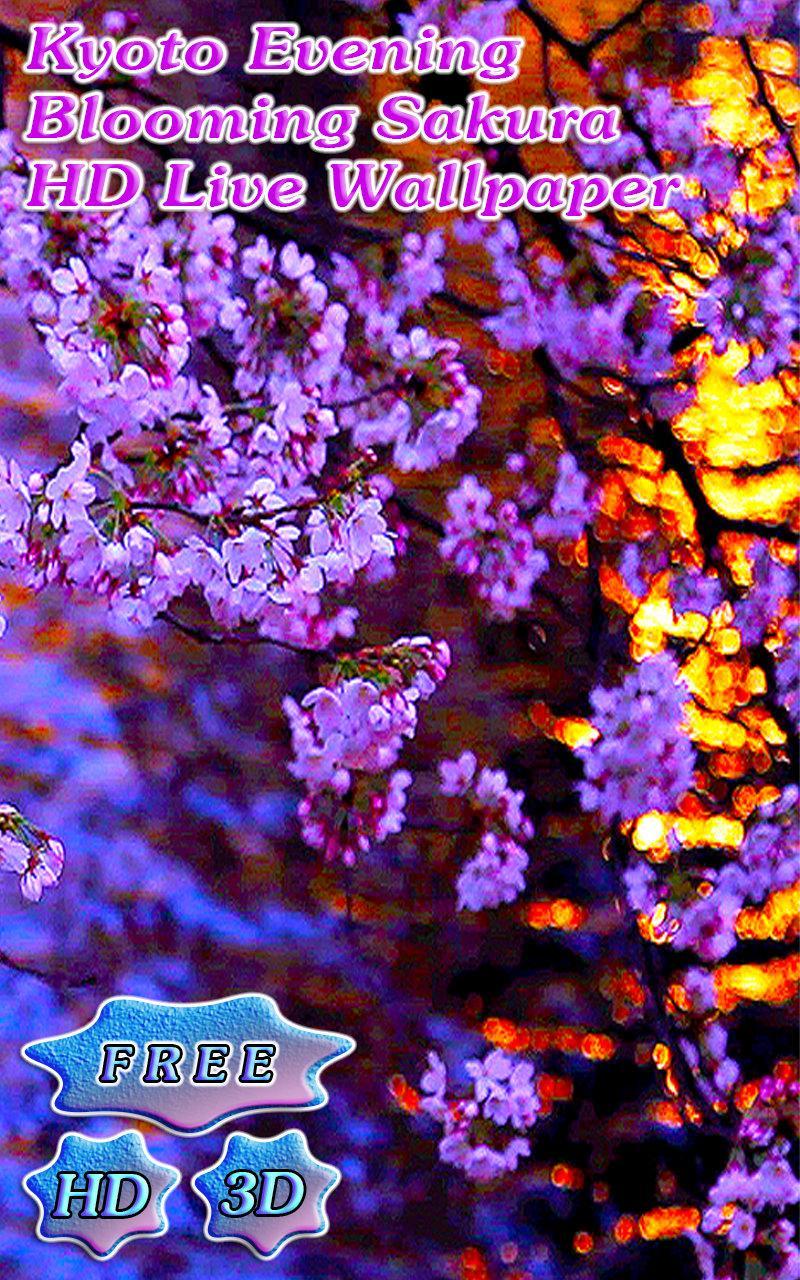Evening Sakura at a Kyoto Pond