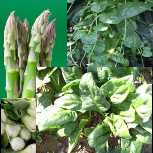 Vegetables Nutrition Facts