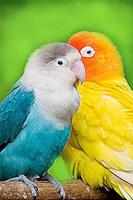 How To Draw Cute Cartoon Bird