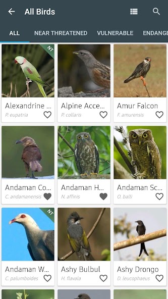 Indian Birds